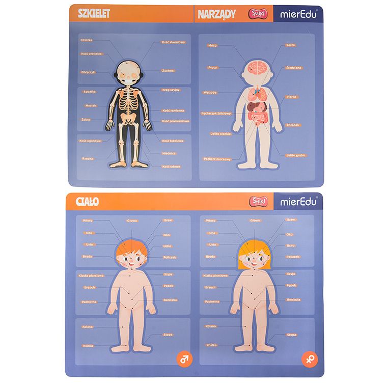 Smiki, Anatomia człowieka, magnetyczna układanka