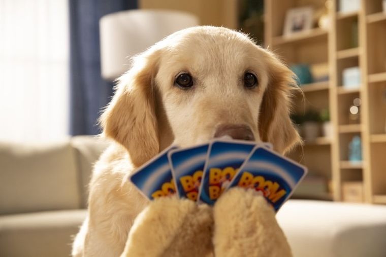 Trefl, Boom Boom, Psiaki i Kociaki, gra karciana