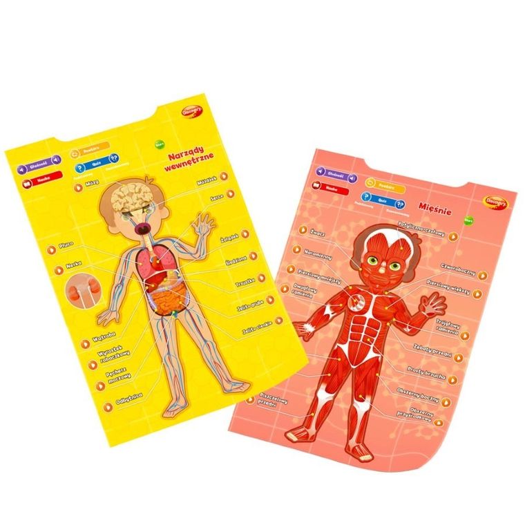 Dumel Discovery, Człowiek, edukacyjne plakaty interaktywne