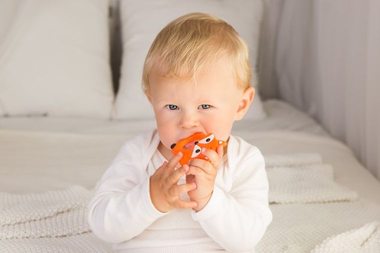 GiliGums, Lis, gryzak