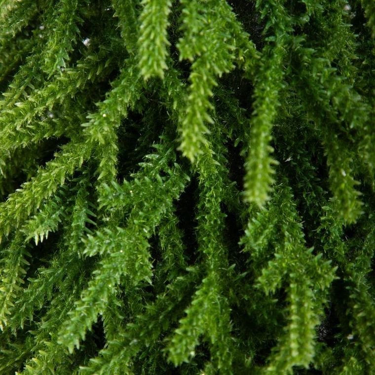 Homla, Hector, choinka, na pieńku, 80 cm