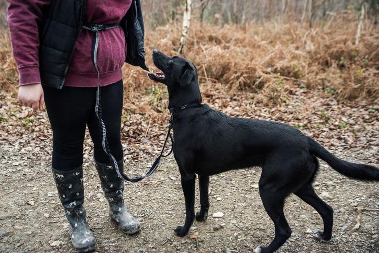 Mountain Paws, smycz do biegania z amortyzatorem, 281 cm