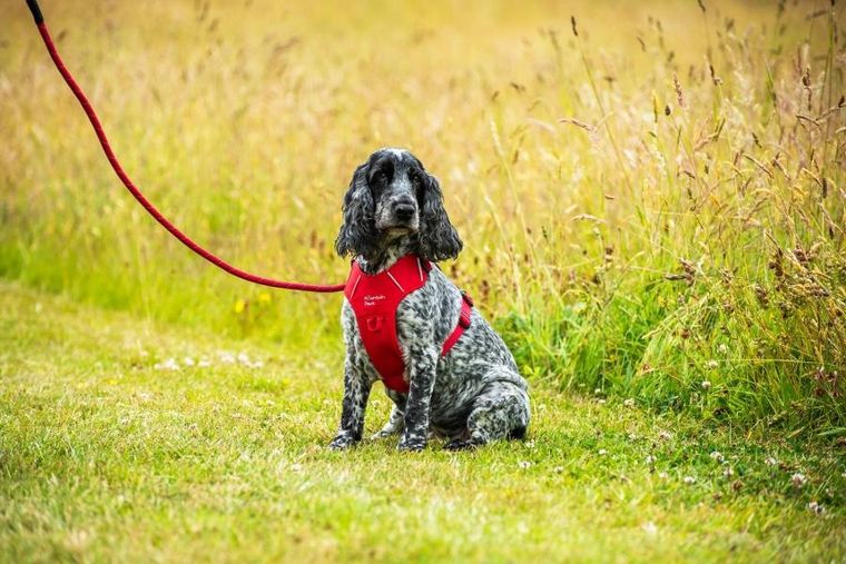 Mountain Paws, szelki dla psa, czerwone, rozmiar L