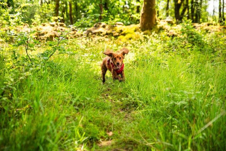 Mountain Paws, szelki dla psa, czerwone, rozmiar S