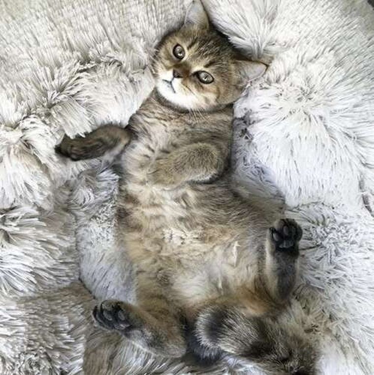 Purlov, legowisko włochate dla psa, szare