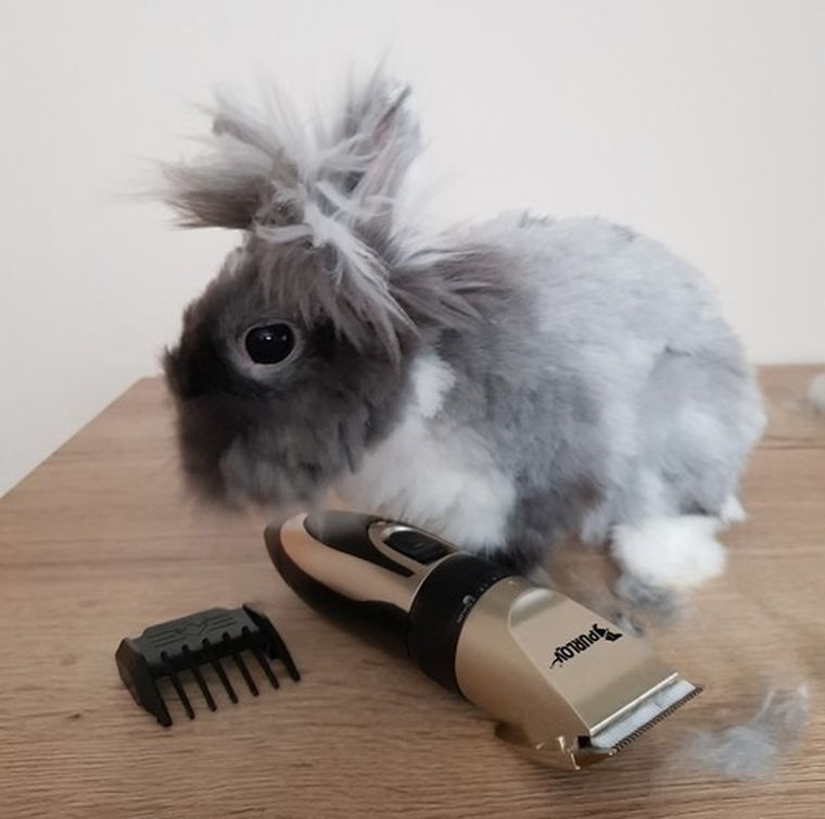 Purlov, maszynka do strzyżenia psów, zestaw