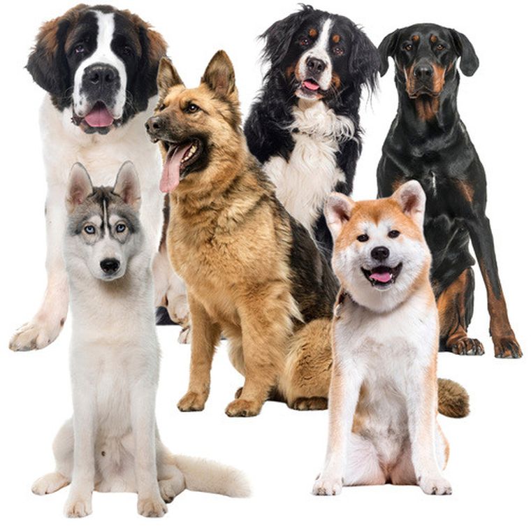 Purlov, mata chłodząca dla zwierząt, 110-70 cm