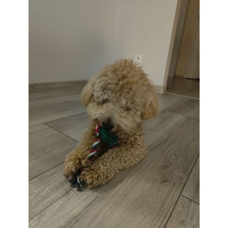 Purlov, prezent świąteczny dla psa, zabawki