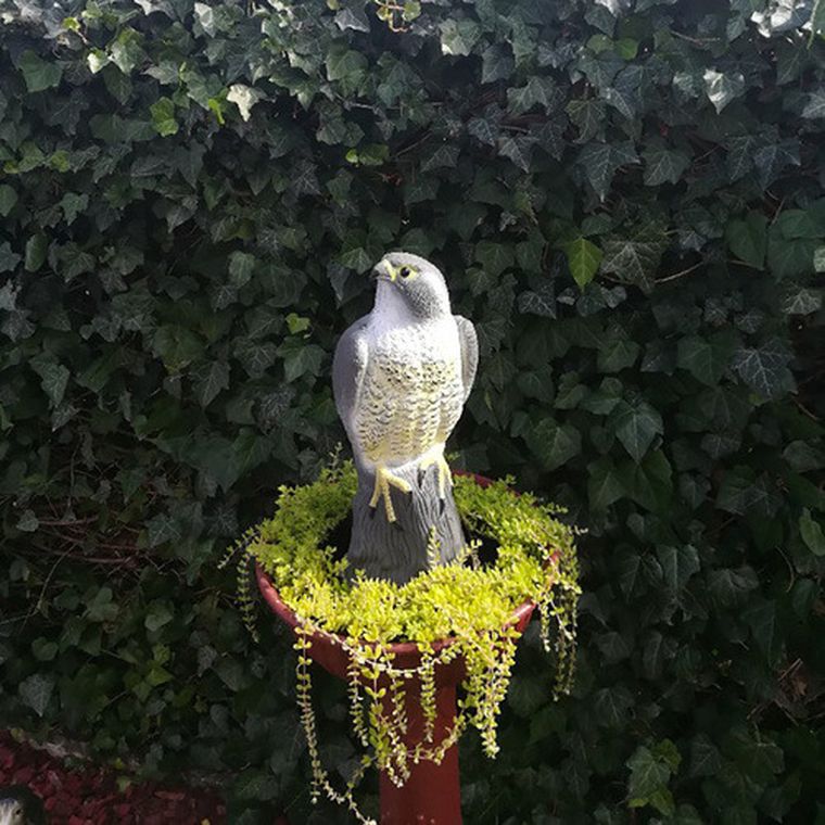 Repest, odstraszacz ptaków, sokół
