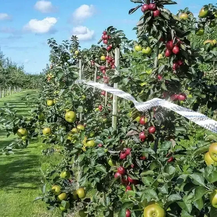 Repest, odstraszacz ptaków, taśma, 80 m