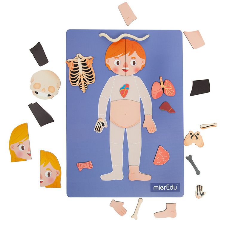 Smiki, Anatomia człowieka, magnetyczna układanka