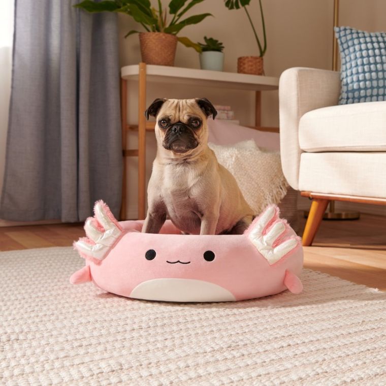 Squishmallows, legowisko dla psa, rozmiar M, 60 cm, Archie The Axolotl