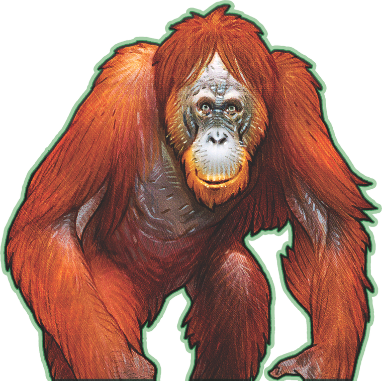 Lucky Duck Games, Hutan, gra familijna