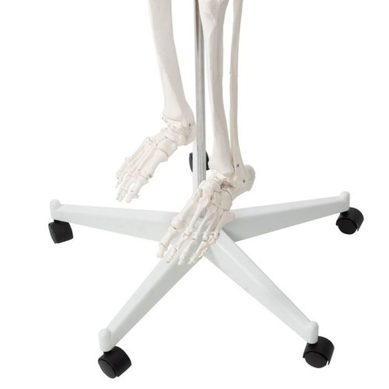 Malatec, szkielet człowieka, 170 cm