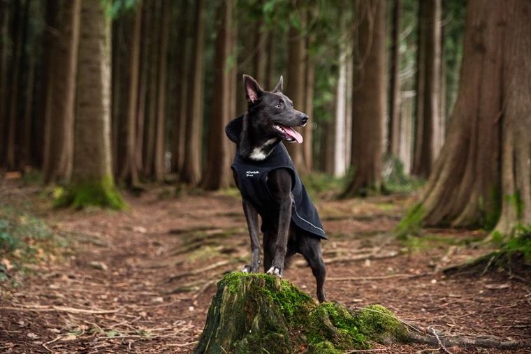 Mountain Paws, ocipelany płaszcz przeciwdeszczowy dla psa, rozmiar XL
