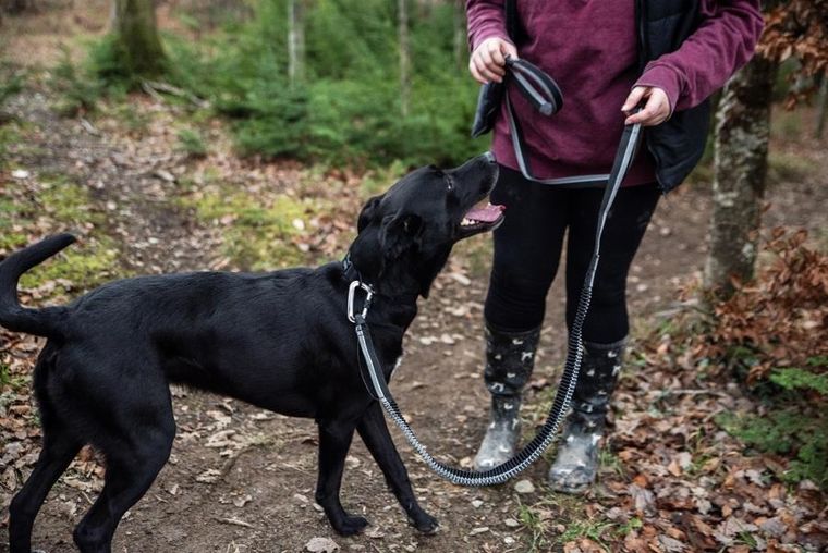 Mountain Paws, smycz do biegania z amortyzatorem, 281 cm