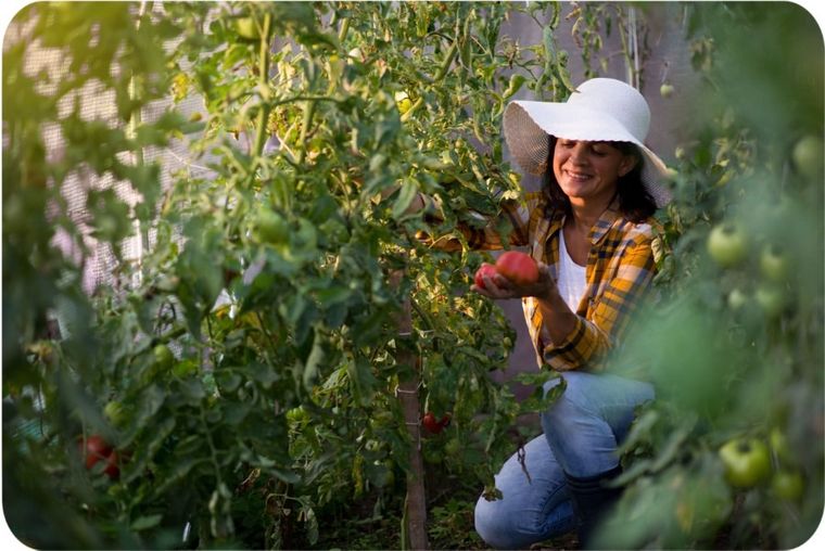Plonos, tunel ogrodowy 2,5-4m, 10m2, różowy