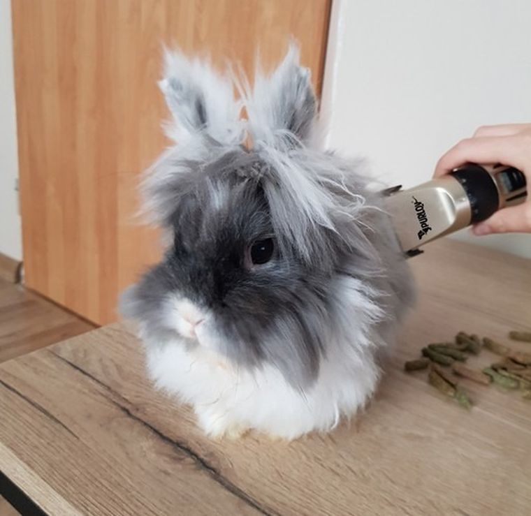 Purlov, maszynka do strzyżenia psów, zestaw