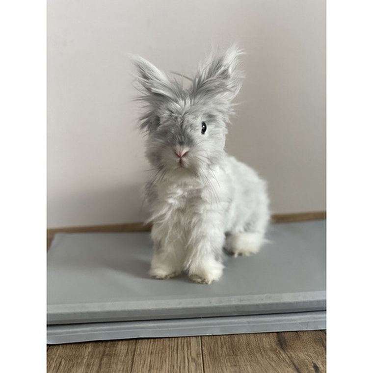 Purlov, mata chłodząca dla zwierząt, 90-50 cm