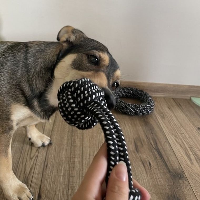 Purlov, zestaw zabawek dla psa, 10 szt.