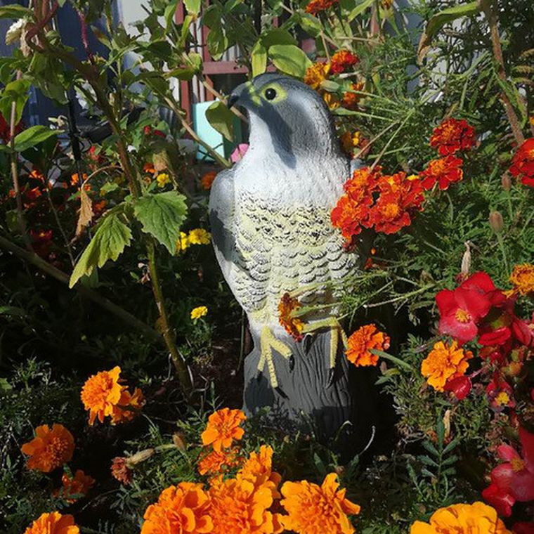 Repest, odstraszacz ptaków, sokół