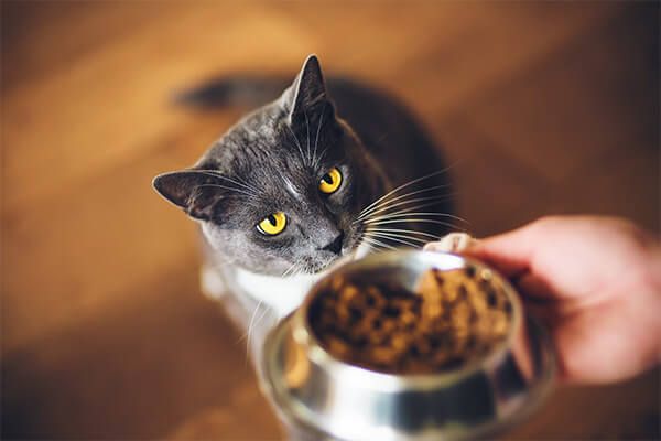 Ranking karm dla kotów
