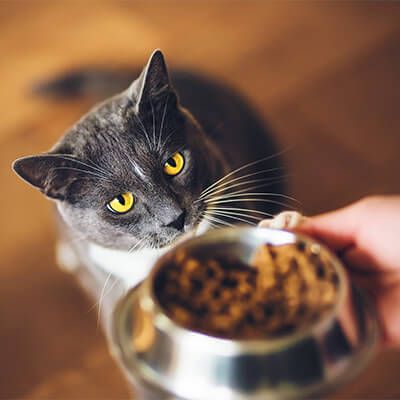 Ranking karm dla kotów – jaka sucha, a jaka mokra będzie najlepsza dla pupila?