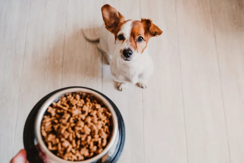 Co mogą jeść psy, a co nie powinno znajdować się w ich diecie?