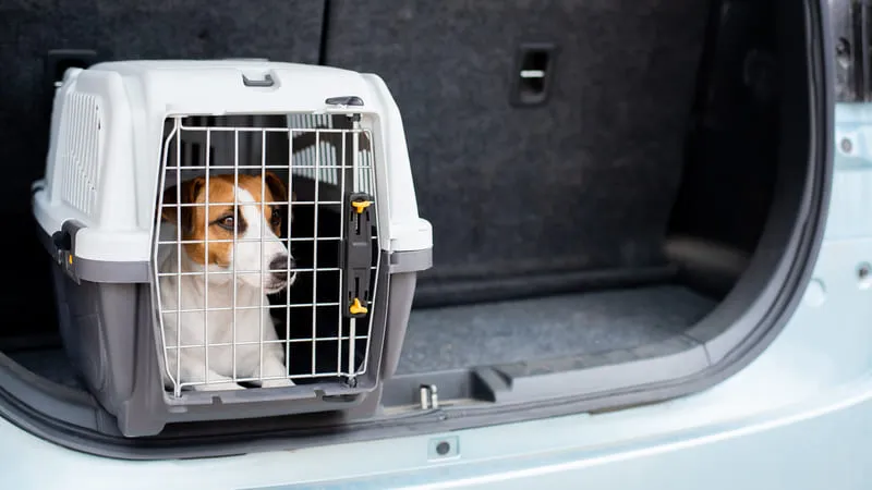 Jak przewozić psy w samochodzie? Jak bezpiecznie przewozić psa w bagażniku?