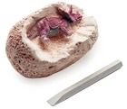 Kosmos, Dino Eggs, jajko z dinozaurem, wykopaliska, figurka
