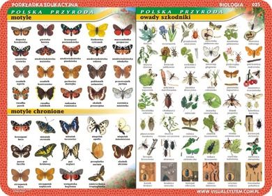 Podkładka edukacyjna, dwustronna, Motyle, owady, owady chronione, anatomia owadów