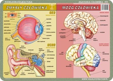 Podkładka edukacyjna, dwustronna, Człowiek: szkielet, mięśnie, zmysły, mózg