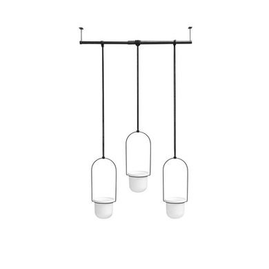 Umbra, kwietnik potrójny, Triflora