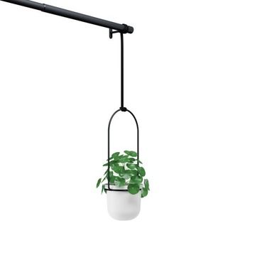 Umbra, kwietnik potrójny, Triflora