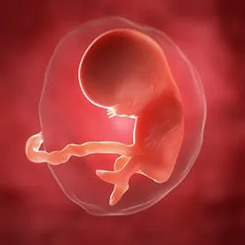 10 tydzień ciąży: dalszy rozwój narządów i układów u dziecka