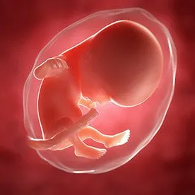 14 tydzień ciąży: jak kształtują się proporcje ciała płodu