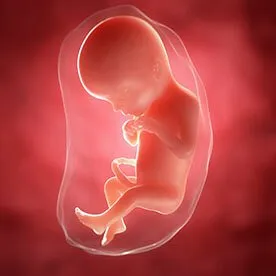 20 tydzień ciąży - drugie badanie USG