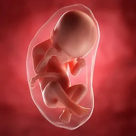 25 tydzień ciąży: dalszy rozwój narządów dziecka