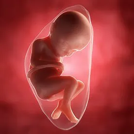 32 tydzień ciąży - ułożenie dziecka w pozycji porodowej