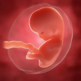 8 tydzień ciąży: rozwój nowych zdolności dziecka