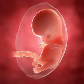 9 tydzień ciąży - kiedy można poznać płeć dziecka